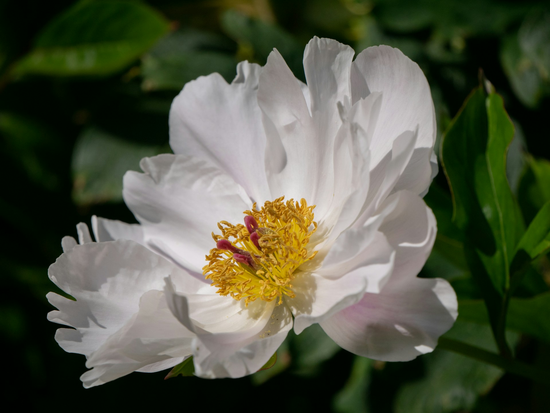 Premium Wildflower Landscape